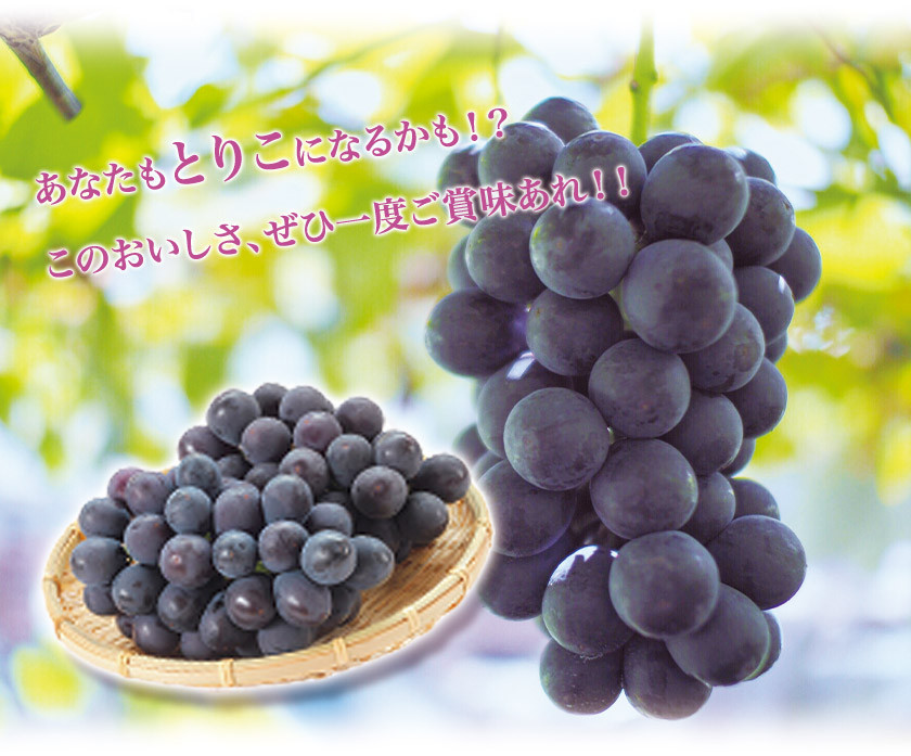 ぶどう 約 2kg《8月上旬-9月上旬頃出荷》旬の品種 ( 巨峰 or 藤稔 or ブラックビート or ピオーネ ) 目野果実直売所 フルーツ 果物 新鮮