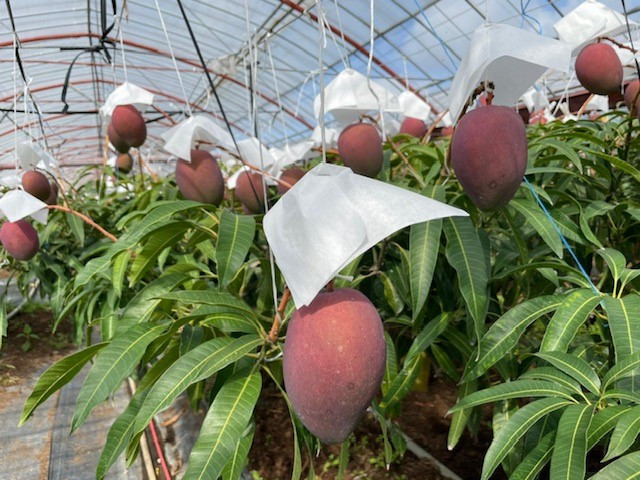 【2026年7月ごろ発送】【訳あり】『完熟マンゴー』２～３玉(１kg以上)無加温栽培