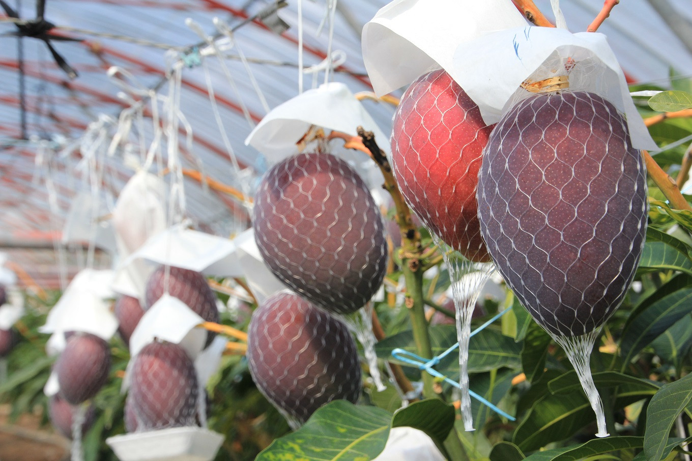 【2026年7月ごろ発送】【訳あり】『完熟マンゴー』２～３玉(１kg以上)無加温栽培