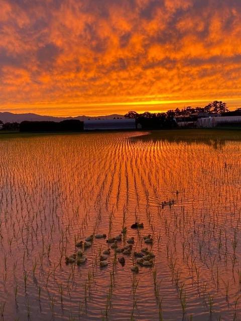 ミルキークイーン 5kg 特別栽培米 令和7年産 新米 米 精米 こめ コメ お米 ご飯 米 ミルキー 5キロ 令和7年 滋賀 彦根