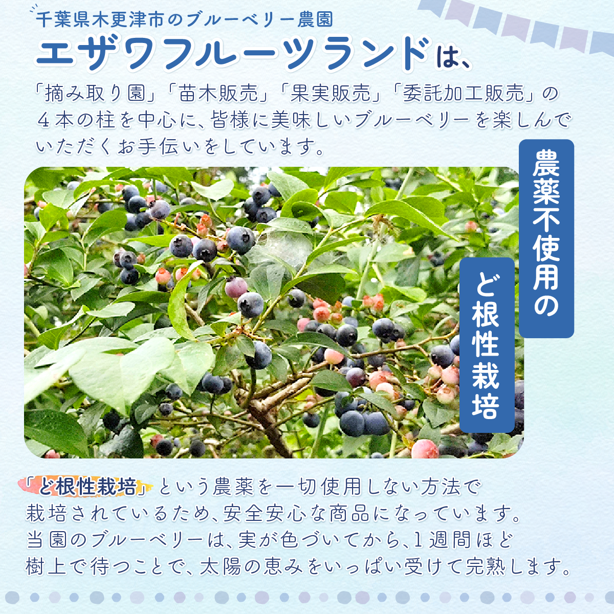 KT005 ＜果実と粗糖だけで作ったお酢＞飲むブルーベリー果実酢　5本セット ふるさと納税 ブルーベリー お酢 酢 健康 美容 果実酢 ソーダ 水割り 千葉県 木更津 送料無料