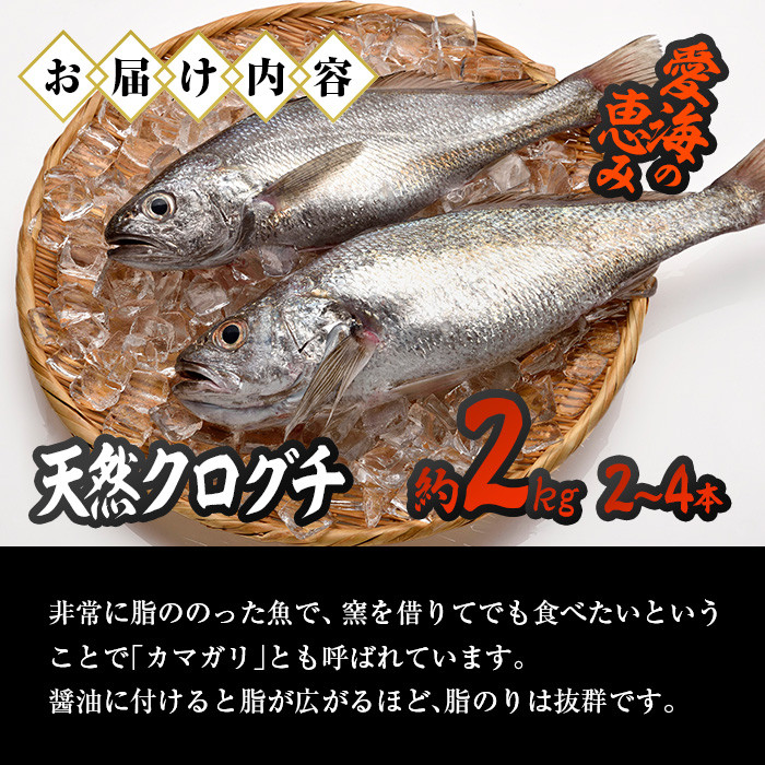 天然 クログチ (約2kg・計2-4本) 直送 産直 漁師 魚 鮮魚 天然 クログチ カマガリ 釜借 白身魚 獲れたて 刺身 煮つけ 塩焼き 冷蔵 豊後水道 鮮魚 大分県 佐伯市 豊後水道 鮮魚 愛海の恵み【CS09】【 (有)丸昌水産】