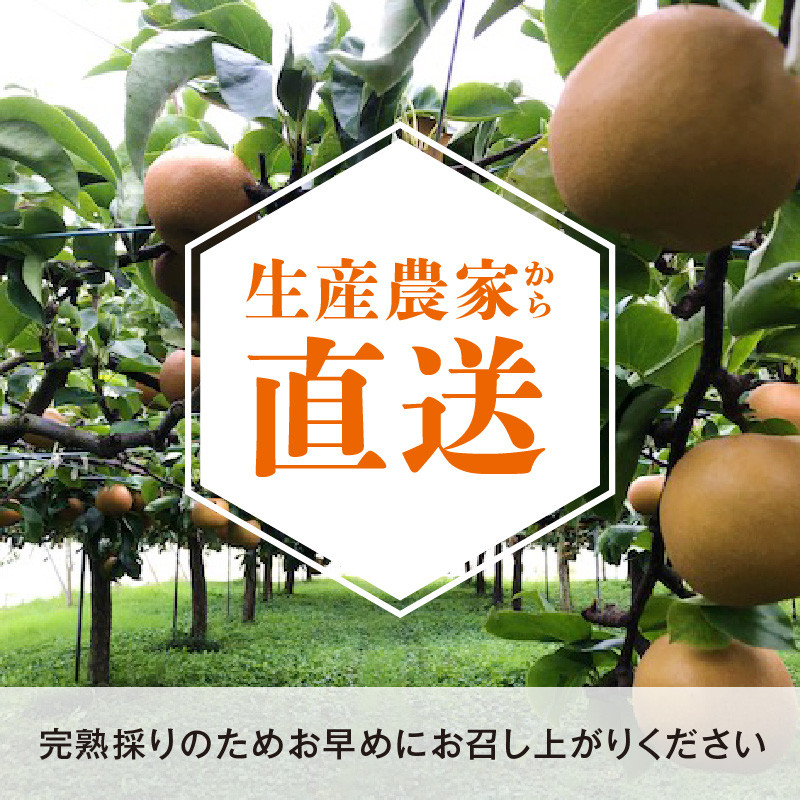 完熟採り　もりやま梨（豊水）3キロ～3.5キロ 【先行予約】 CW-0002