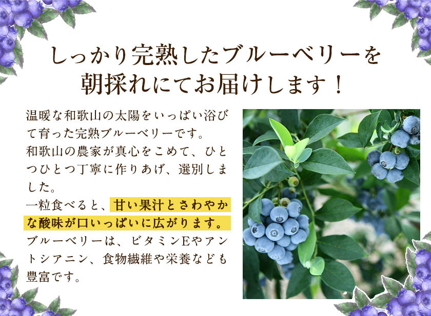 【先行予約】和歌山県の朝採れ完熟ブルーベリー 約800g (約200g×4パック) 紀の川市厳選館《2026年7月上旬-8月中旬頃出荷》和歌山県 紀の川市 フルーツ 果物 ブルーベリー
