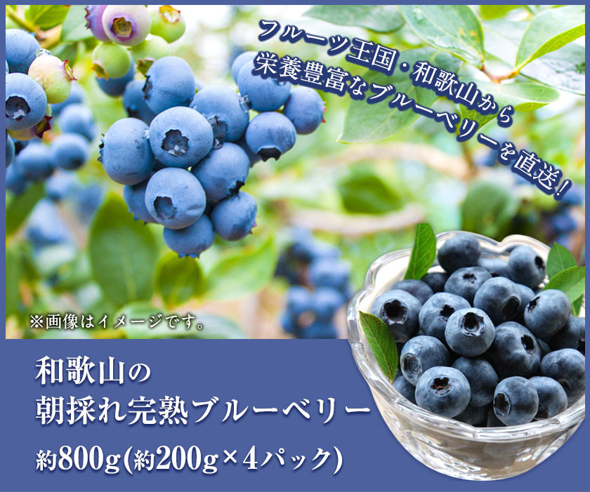 【先行予約】和歌山県の朝採れ完熟ブルーベリー 約800g (約200g×4パック) 紀の川市厳選館《2026年7月上旬-8月中旬頃出荷》和歌山県 紀の川市 フルーツ 果物 ブルーベリー