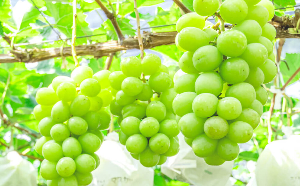 【令和8年産】シャインマスカット 2房 セット 約1.2～1.5kg ぶどう 葡萄 ブドウ マスカット 種なし 高級ぶどう フルーツ 果物 くだもの 季節のフルーツ 旬のフルーツ