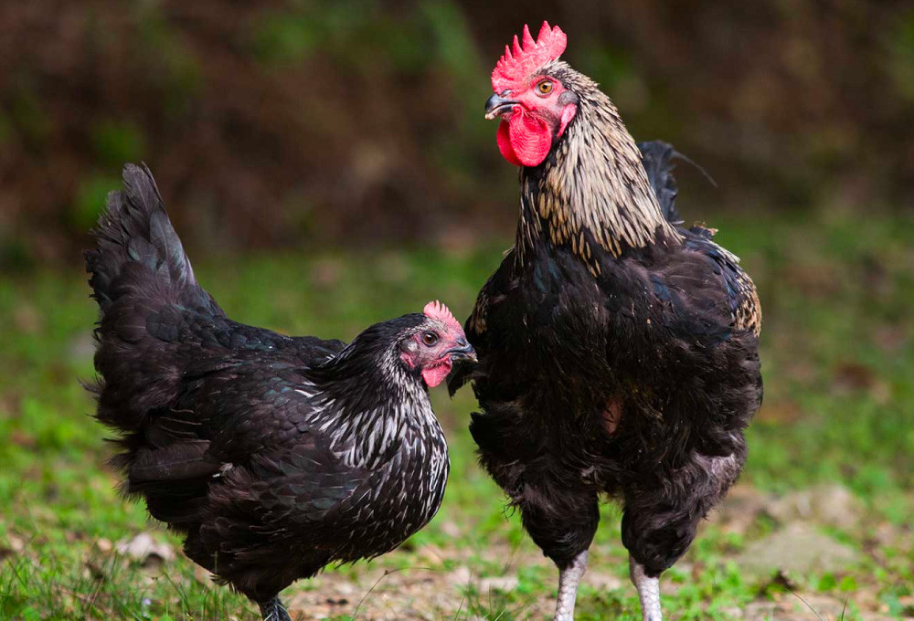 地鶏 丹波 黒どり 鶏まん 10個 伯楽家常菜 コラボ商品 肉まん 九条ネギ 鶏肉 ビブグルマン チキン むね ささみ ヘルシー 冷凍 丹波山本 あっさり ボリューム満点 中華