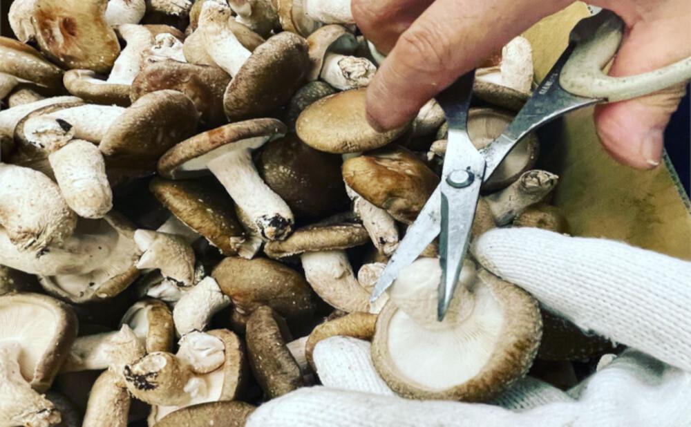 熱海のいかめんち 6個