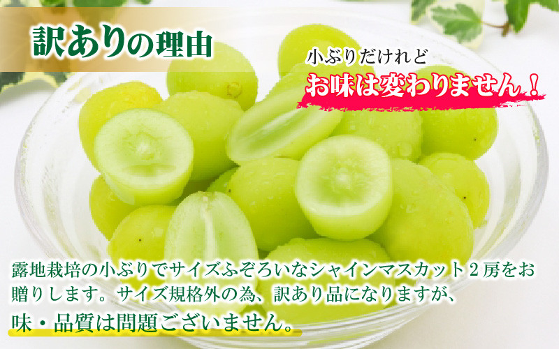 【先行予約】【訳あり】シャインマスカット 約250g×2房 【2026年8月中旬以降順次発送予定】[A-3229]