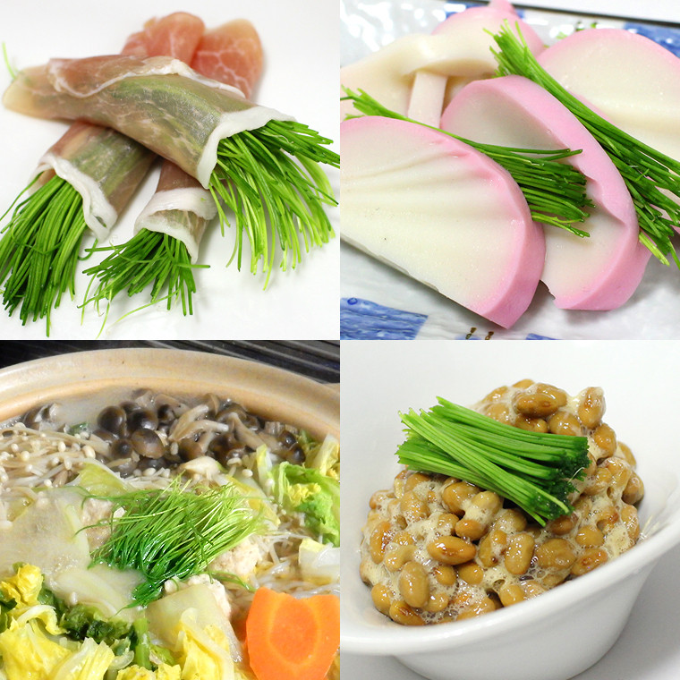 【農薬未使用・無添加】芽ねぎセット(5パック&栽培キット&にんにく新芽と海苔の佃煮)