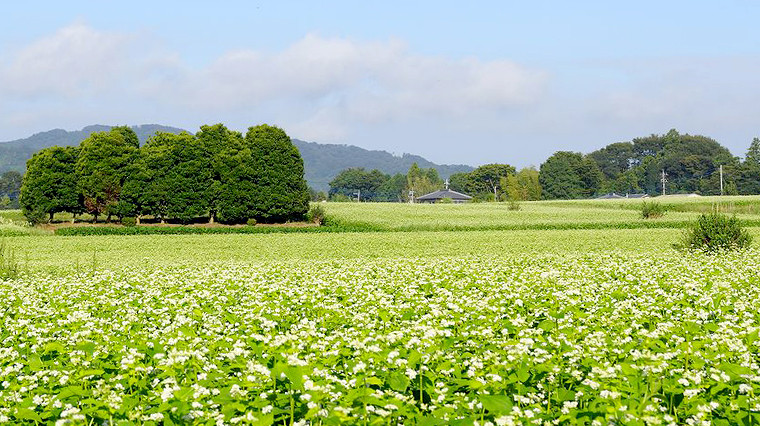 茨城県産 常陸そば 乾麺 ご贈答用 つゆ付セット 乾麺200ｇ×4袋　麺つゆ300ml×1本 そば 蕎麦 [BE034sa]