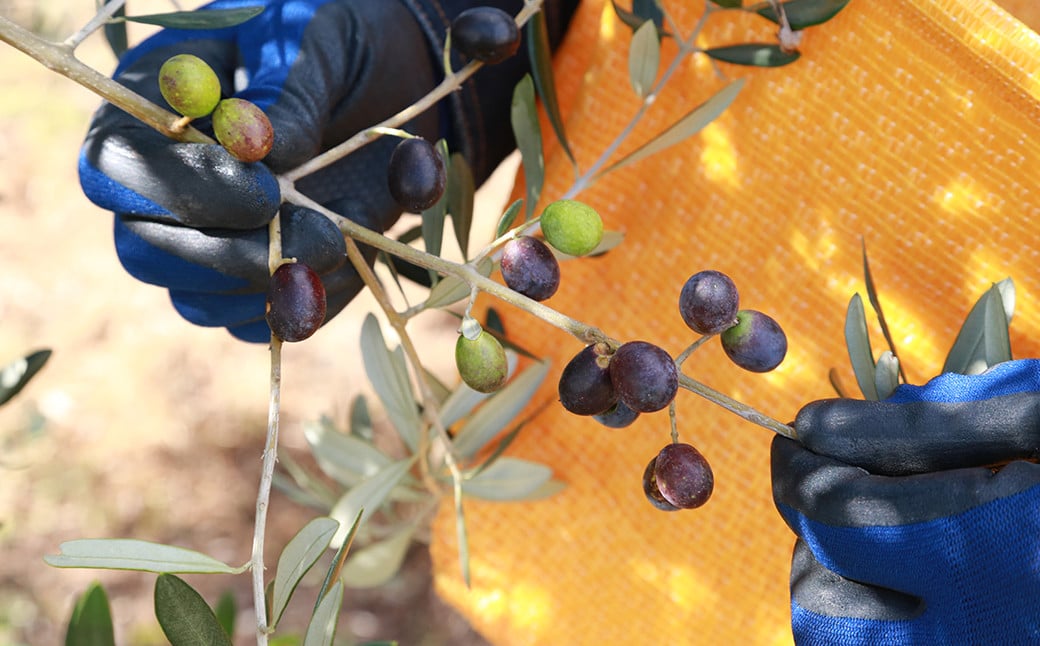 40本セット！「Virgin Valley 淡路阿利布」182ｇ（エキストラバージンオリーブオイル）【2024年度産】