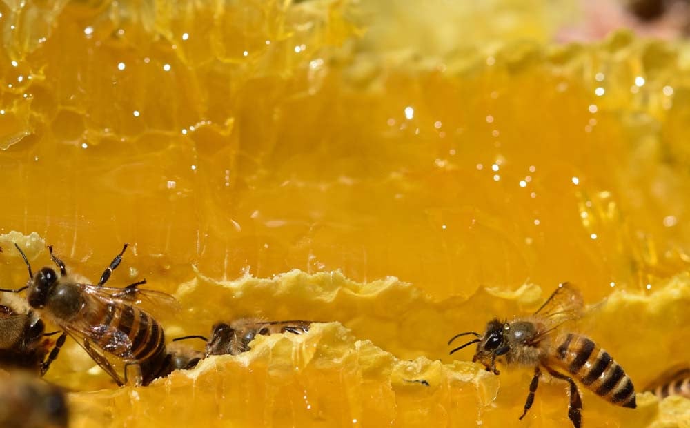 【定期便3回】はちみつ太良 1kg