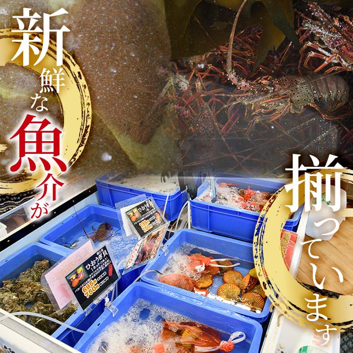 ＜期間限定＞大分県産 伊勢海老 (計1kg・約2～5尾) エビ えび 刺身 魚介 海鮮 BBQ 国産 味噌汁【AS128】【海べ】
