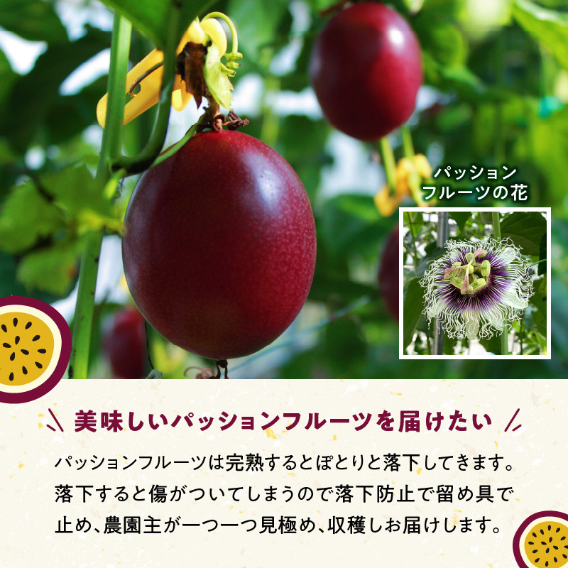 【2026年先行予約】奄美大島産 パッションフルーツ 2kg（サイズ混合）　A092-001