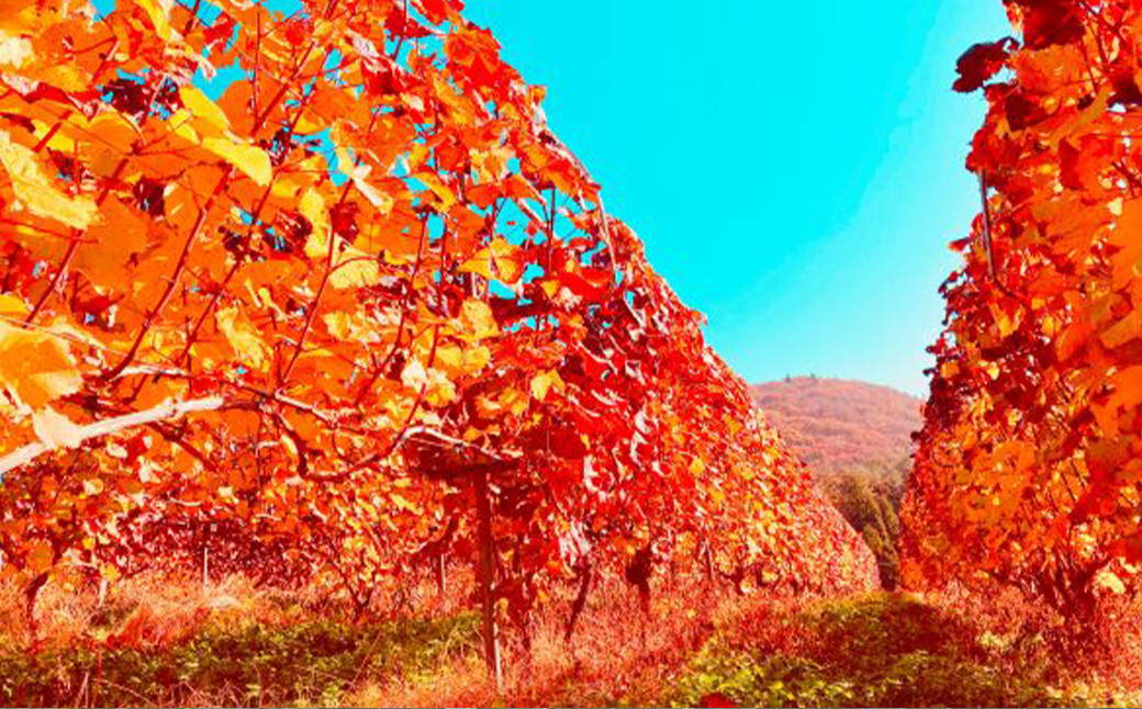 大迫佐藤葡萄園ワイン3本セット(ツヴァイゲルト赤・ロゼ・メルロー・干しぶどう) 【1396】