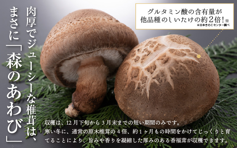 【先行予約】「福井県ブランドしいたけ」原木生椎茸「香福茸」6～8個　高級 極上の逸品！調理レシピ有 食べ甲斐あり大きなシイタケ！ 【2026年1月上旬～2月下旬の間に発送予定】 [e06-b002]