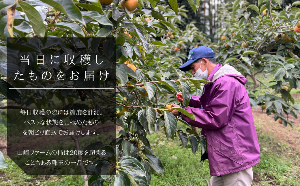 【2026年先行予約】 ＼大玉秀品／有機肥料を中心に栽培された幻の高級柿「陽豊柿」3kg（10～12玉）朝どり産地直送（茨城県共通返礼品・かすみがうら市産)  ／ 柿 カキ かき 陽豊柿 果物 フルーツ 3.5kg 果物 フルーツ 産地直送 ギフト 贈答 利根町