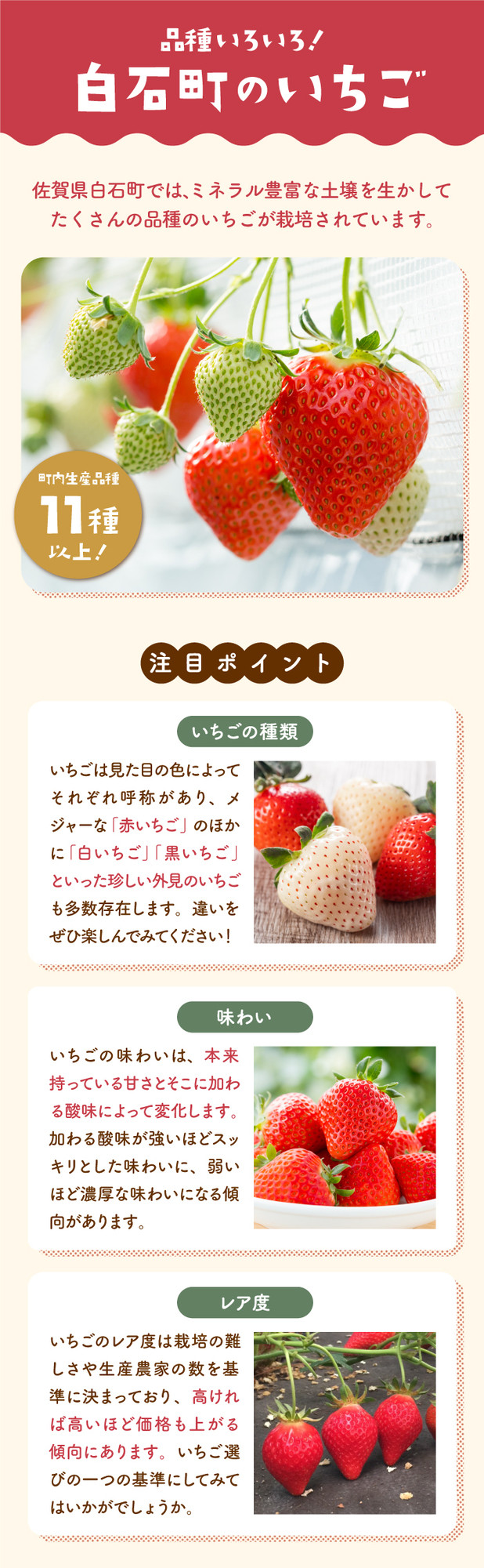 【先行予約】【農家直送】かおり野 400g（化粧箱入り）/ いちご 苺 イチゴ かおりの 香り野 フルーツ 果物 甘い あまい  アフター対応 アフターフォロー 期間限定 産地直送 国産 佐賀県産 さがいちご 九州 佐賀県 白石町 【StrawberryFarm-K】 [IBJ005]