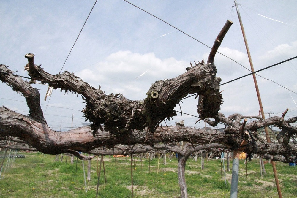 ＜2026年発送分先行予約＞シャインマスカット2房（約1.2kg） ALPAQ001