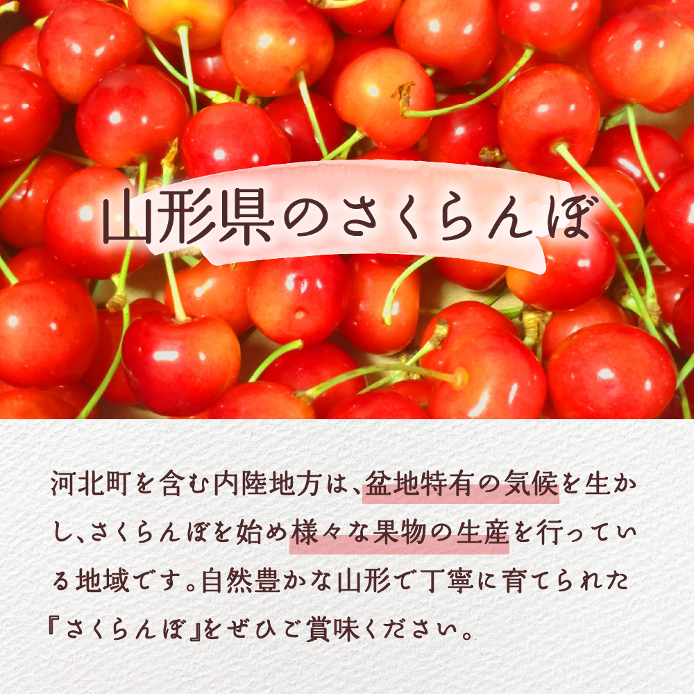 【2026年産先行予約】さくらんぼ食べ比べ2回定期便 「佐藤錦」と「紅秀峰」 各1㎏(500g×2) 山形県河北町産 【晴天畑】 さくらんぼ 贈答 ギフト 秀品 先行予約 食べ比べ 令和8年産  ka073-011