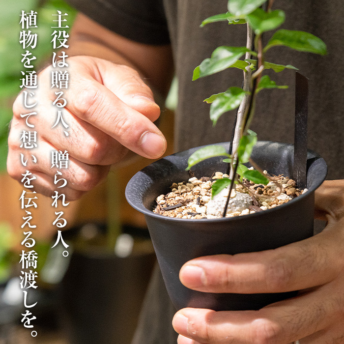 i620 ビカクシダ板付け(コルク)オシャレな観葉植物コウモリラン! シダ植物 グリーン 緑 インテリア おしゃれ 癒し ギフト 贈り物【kurk PLANT LEATHER】