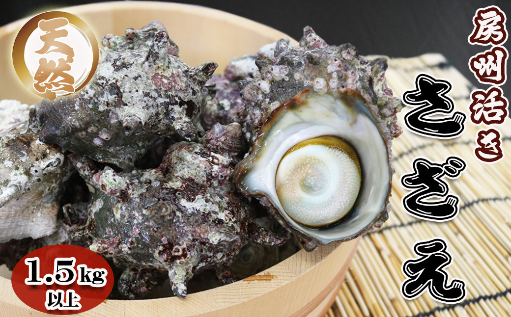 【漁協直送！】天然 活き『房州サザエ』 1.5kg以上（８～12個）　《期間限定》《数量限定》《配送日指定OK》《配送指定 令和7年11月末日まで》さざえ 栄螺 [ウオポート][0015-0051]