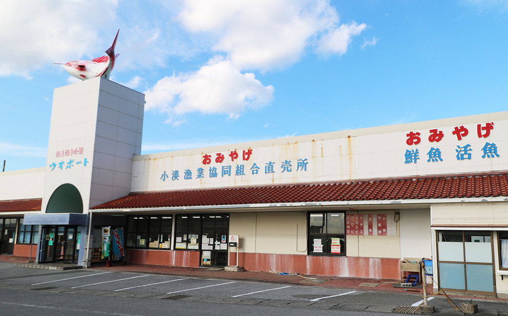 【漁協直送！】天然 活き『房州サザエ』 1.5kg以上（８～12個）　《期間限定》《数量限定》《配送日指定OK》《配送指定 令和7年11月末日まで》さざえ 栄螺 [ウオポート][0015-0051]