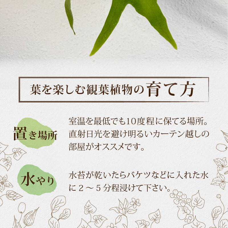 コウモリラン(ビカクシダ)焼き杉板付け