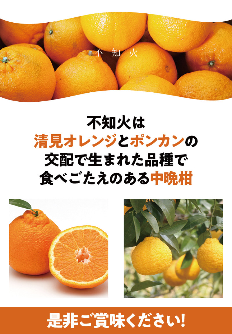 ご家庭用 訳あり 不知火 約3.5kg +痛み保証分 大小混合 〈2026年2月初旬~3月下旬までに順次発送〉 家庭用 訳アリ わけあり みかん ミカン フルーツ 果物 くだもの 不知火 しらぬい 不知火デコポン 蜜柑 柑橘 人気 予約 先行予約 数量限定 【njb670C】