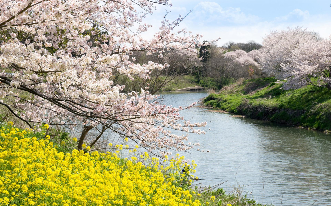 【思いやり型返礼品】AidTAKATA(みんなのゆめちゃんハウス)が植樹した桜の1年間維持管理費