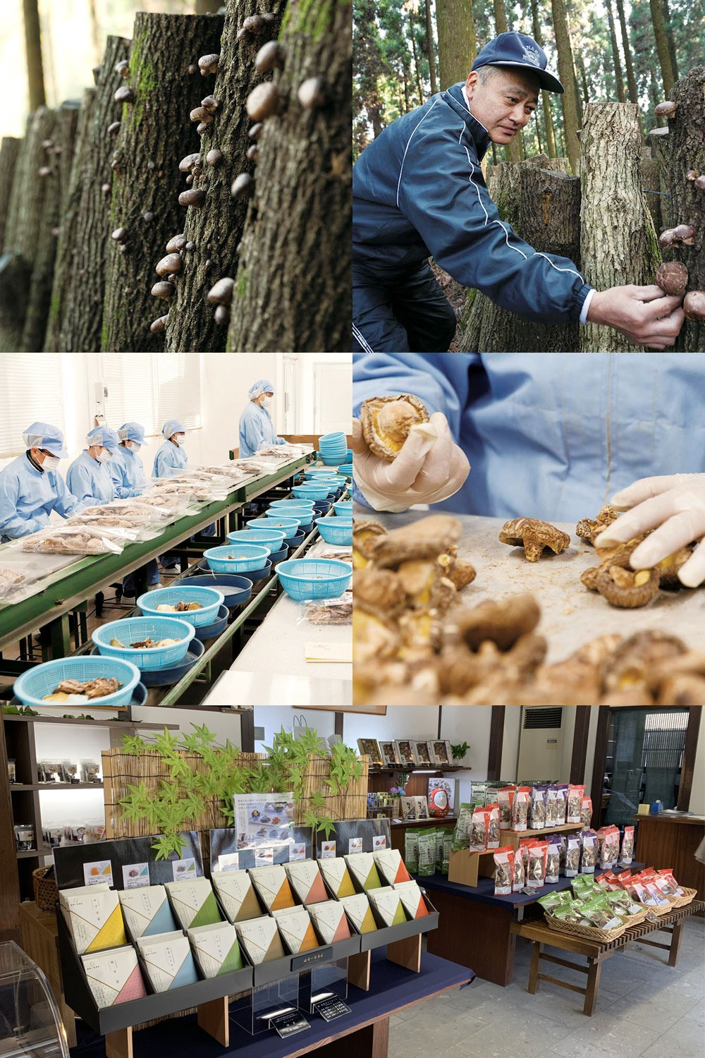 大分県産 どんこ 160g (80g×2袋)(乾しいたけ)FDN10