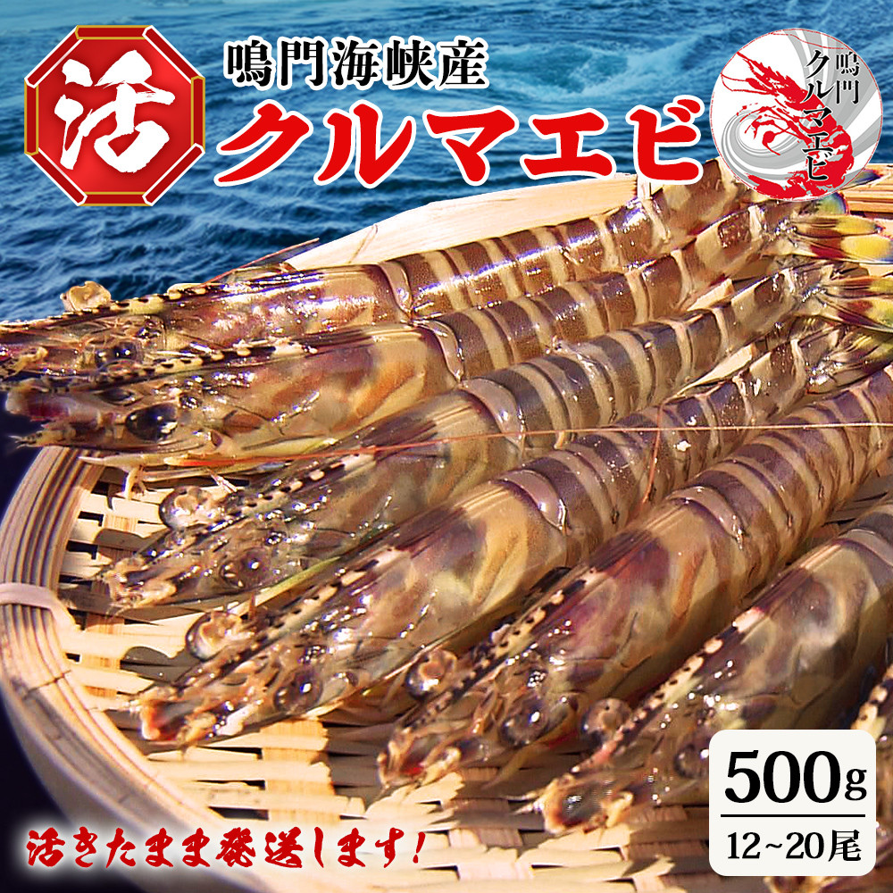活クルマエビ 500g 【活き発送】 ※説明文をご確認ください