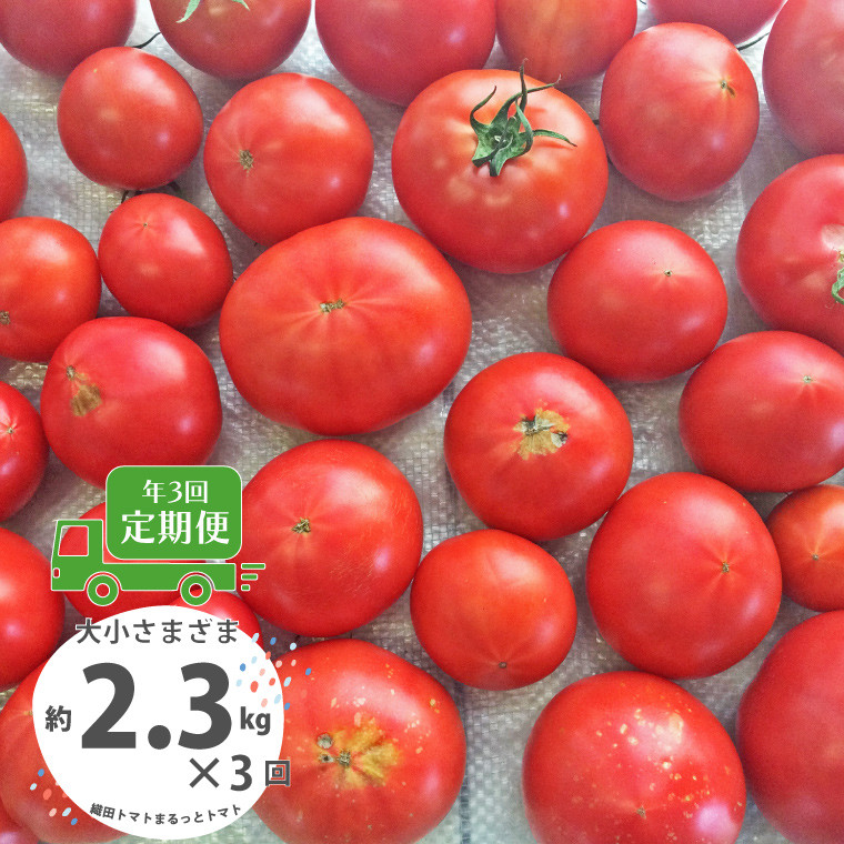 <<2026年発送>>【3回定期便】【訳あり】 トマト 約2.3kg 織田トマト 高知 サイズ 違い 混合 キズあり 大小 まるっとトマト 【1月頃~5月頃の間に3回お届け】