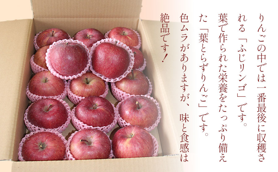 【令和8年産先行予約】葉とらずリンゴ「ふじりんご」　約5kg（14～18玉入）　伊藤農園