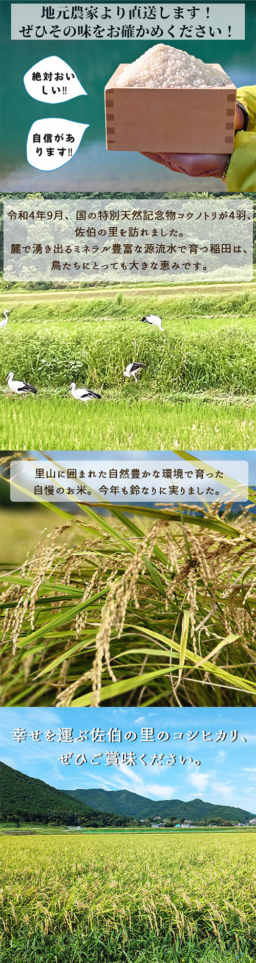 【2027年4月発送】【令和8年産 新米 先行予約】米 定期便5㎏×6回 30㎏ コシヒカリ 佐伯の里の源流米 希少 毎月お届け 農家直送 令和8年産 白米 予約 5キロ 6回 6ヶ月 6か月 低農薬米 減農薬米 京都丹波産 こしひかり ※北海道・沖縄・離島の配送不可