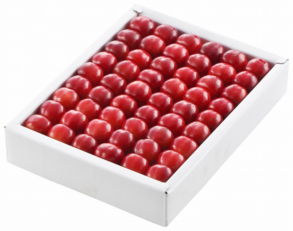 【令和8年産】ハウスさくらんぼ「佐藤錦」300g 化粧箱 山形県河北町産【JAさがえ西村山】 ka008-004e-r8