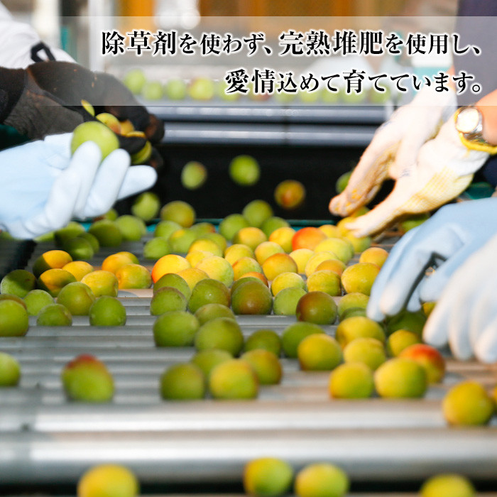 先行予約＜数量・期間限定＞朝日梅園の南高梅（生梅）10kg 箱 バラ詰め満杯 梅干し 梅酒 はちみつ梅 カリカリ梅 にもオススメ！【00-088-03】