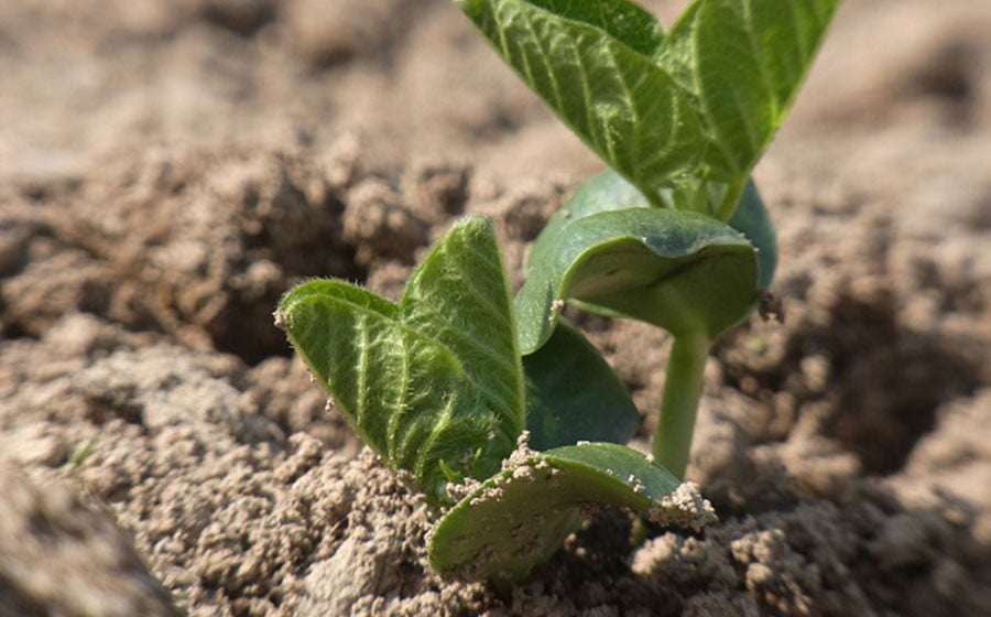 【令和8年産先行予約 】木村九八郎の朝採り!新鮮!だだちゃ豆「本豆」1.5kg(500g×3袋) 山形県鶴岡市産 K-829
