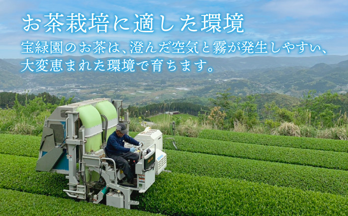 【1番茶の濃厚な旨味！】さざの 有機栽培茶 極 100g×3本【宝緑園】 [QAH005] お茶 有機栽培 お茶 佐々 長崎 お茶 お茶 / 長崎県 佐々町