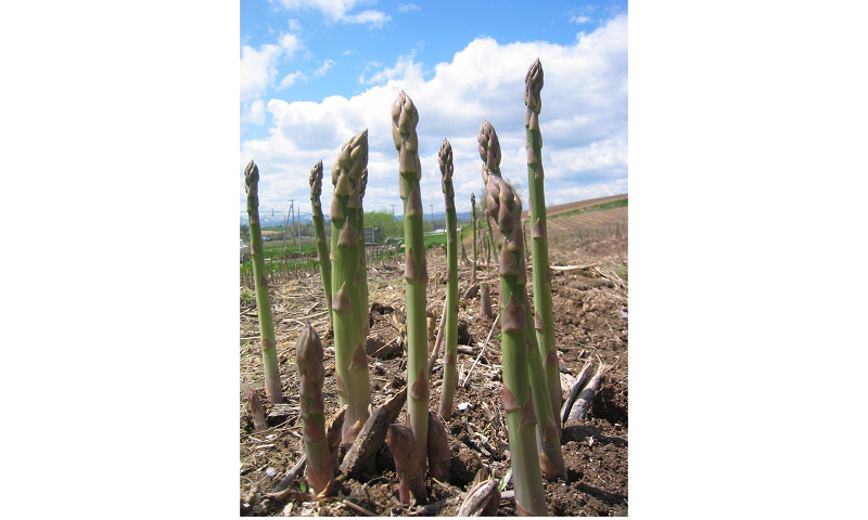 【先行予約】グリーンアスパラ Ｍ～Ｌサイズ 2kg <令和8年産 >黒木農場  | グリーン アスパラガス アスパラ あすぱら あすぱらがす 採れたて 新鮮 旬 産地直送 野菜[020-96]