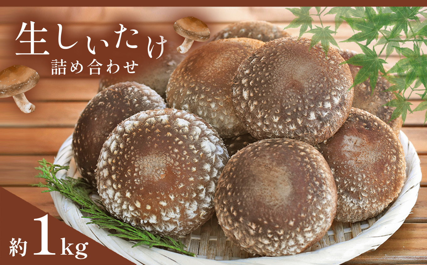 【定期便6回】生しいたけ詰め合わせ 約1kg 真岡市 栃木県