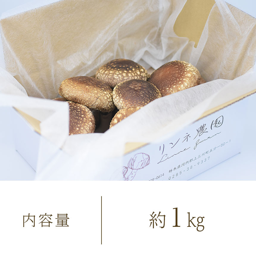 【定期便6回】生しいたけ詰め合わせ 約1kg 真岡市 栃木県