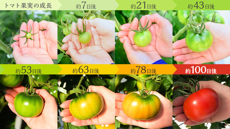 超大玉 フルーツトマト 大箱 約2.8kg × 1箱 【14～18玉/1箱】 2026年産 糖度7度 以上 野菜 フルーツ トマト とまと [AF008ci]