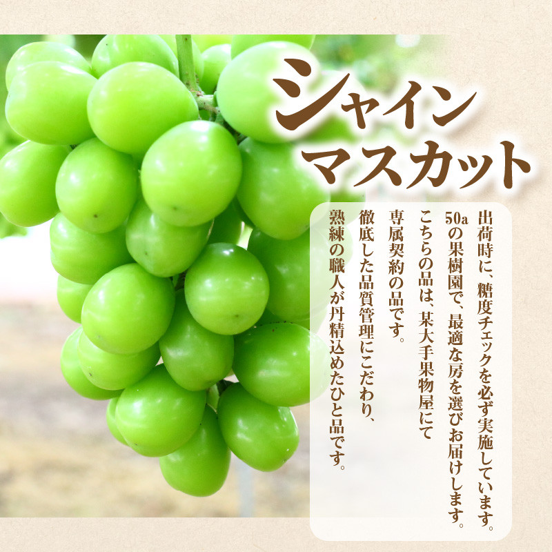 産地厳選三豊のフルーツ3回定期便 F