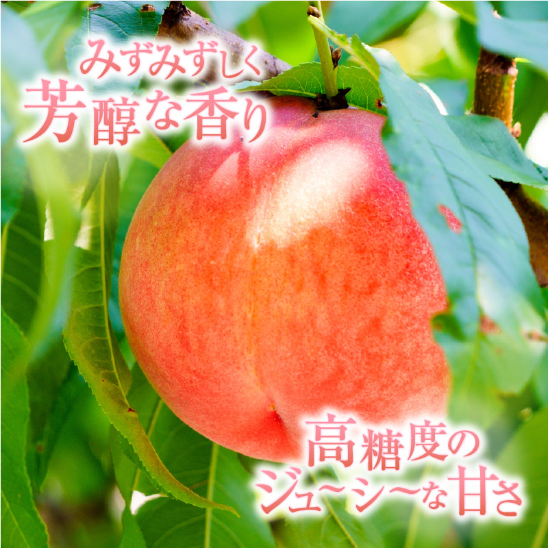 甲州市産 光センサー糖度13度以上 プレミアム桃 4~5玉【2026年発送】(VYD)B12-811 【桃 もも モモ 令和8年発送 期間限定 山梨県産 甲州市 フルーツ 果物】