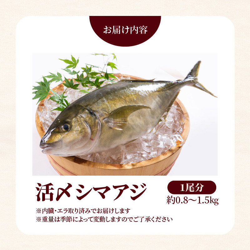 【冷蔵】延岡産活〆鮮魚職人技の脱血鮮魚シマアジ N019-YB823