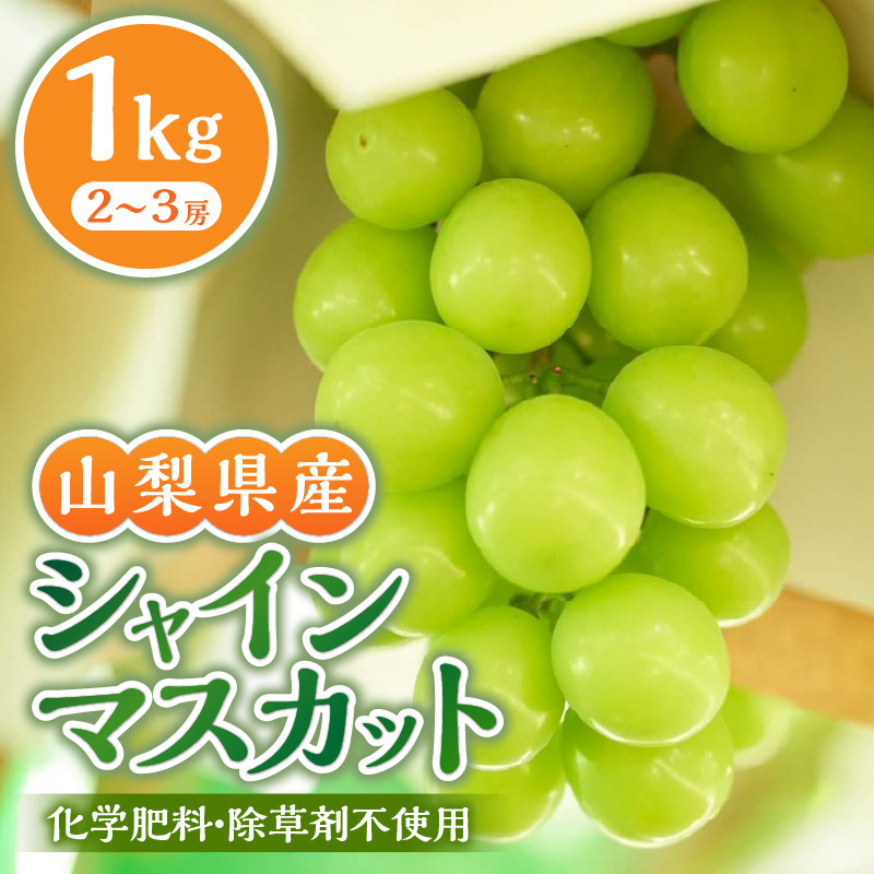 【2026年先行予約】 山梨県産シャインマスカット 1kg（2～３房）【化学肥料、除草剤不使用】　数量限定 ぶどう ブドウ 葡萄 フルーツ 果物 くだもの マスカット 化学肥料不使用 除草剤不使用 大粒 大人気 芳醇 農園直送 ギフト プレゼント お取り寄せ 贈り物 贈答 送料無料 上野原市