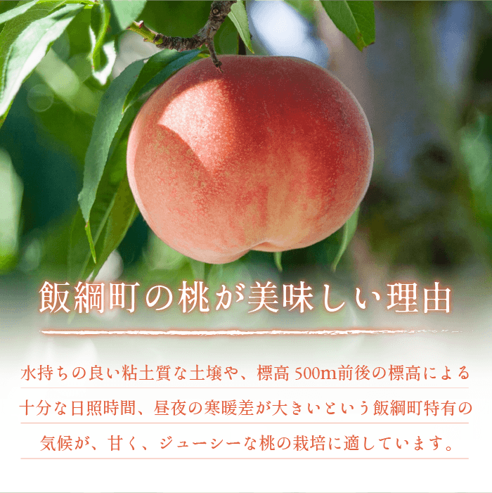 【 2026年 先行予約 】 桃 3kg 秀品 訳あり 《 品種おまかせ「 白鳳 」「 あかつき 」「 なつっこ 」いずれか1品種 》 光センサー選別品 【 予約 果物 くだもの もも フルーツ 長野 信州 クール便 】 沖縄県への配送不可 2026年8月上旬頃から2026年8月中旬頃まで順次発送予定 日時指定不可 令和8年度出荷分 長野県 飯綱町 [1441]