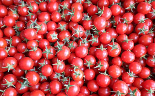 ＼保存料不使用なのでお子様にも／完熟トマト100％のあま～いトマトジュース 5本×180ml